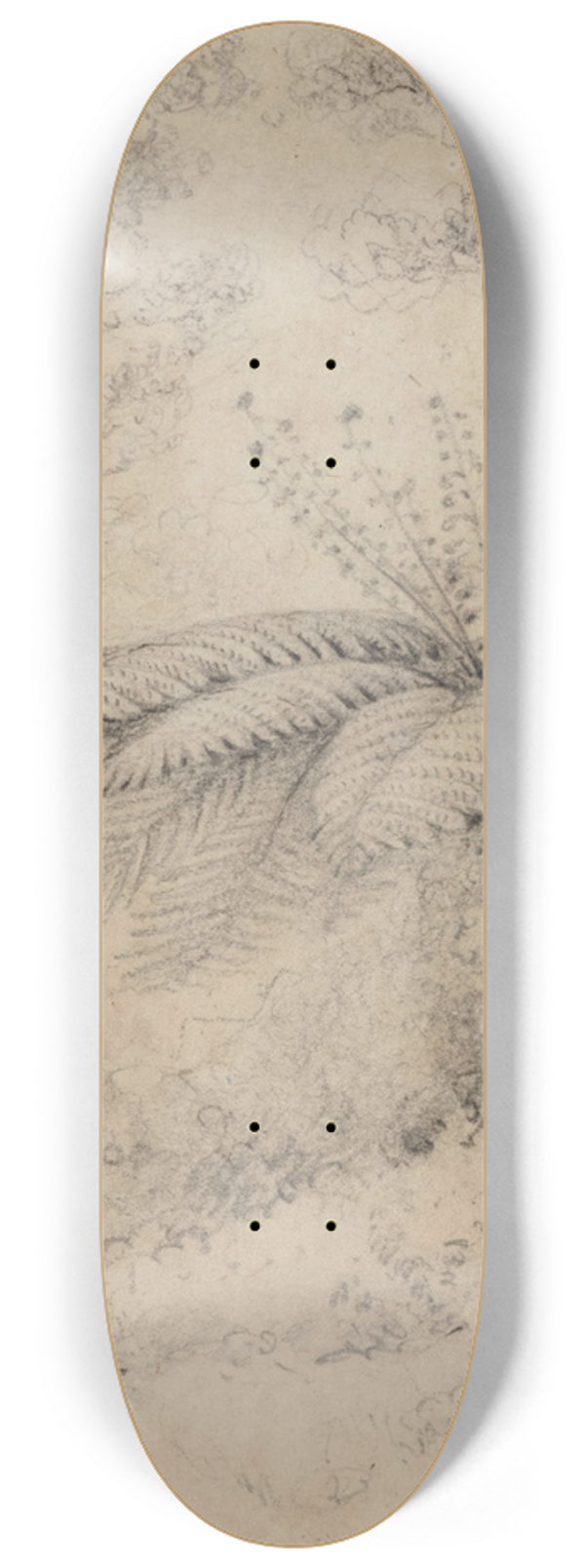 William Swainson - Silver fern, Stokes Valley, 1847, Lower Hutt 8.25 inch art skate deck