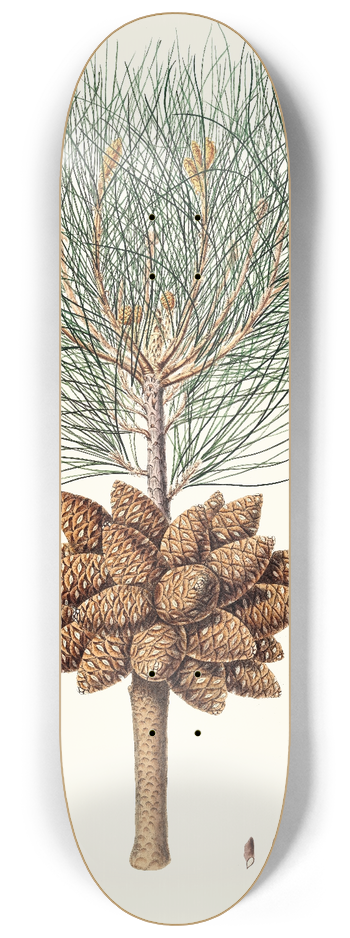 Aylmer Bourke Lambert - Pinus brutia = Calabrian pine. 8.25 inch art skate deck