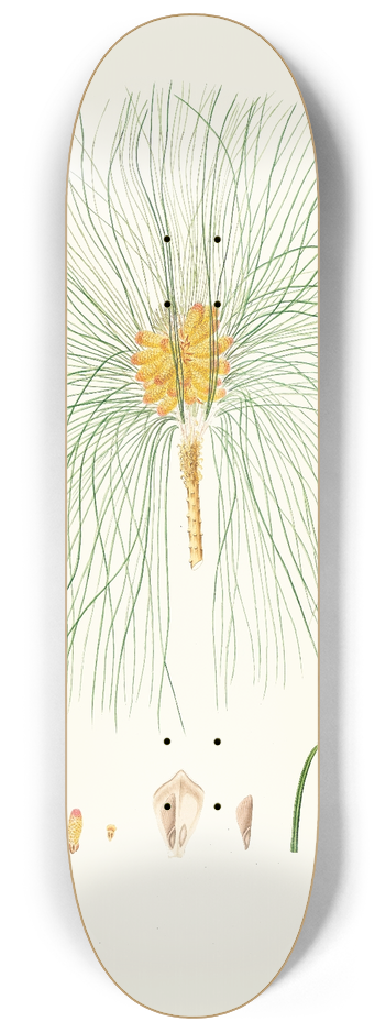 Aylmer Bourke Lambert - Pinus canariensis = Canary pine. 8.25 inch art skate deck