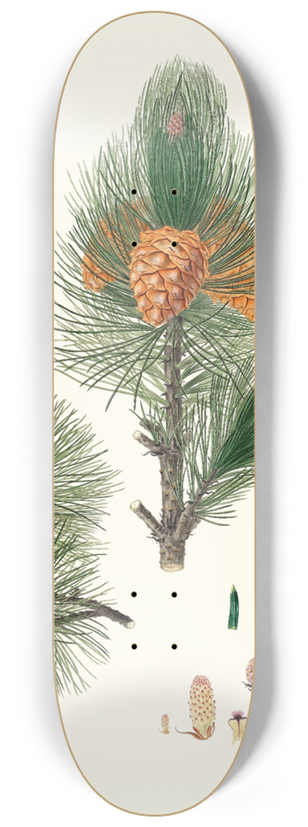 Aylmer Bourke Lambert - Pinus cembra = Siberian stone pine 8.25 inch art skate deck