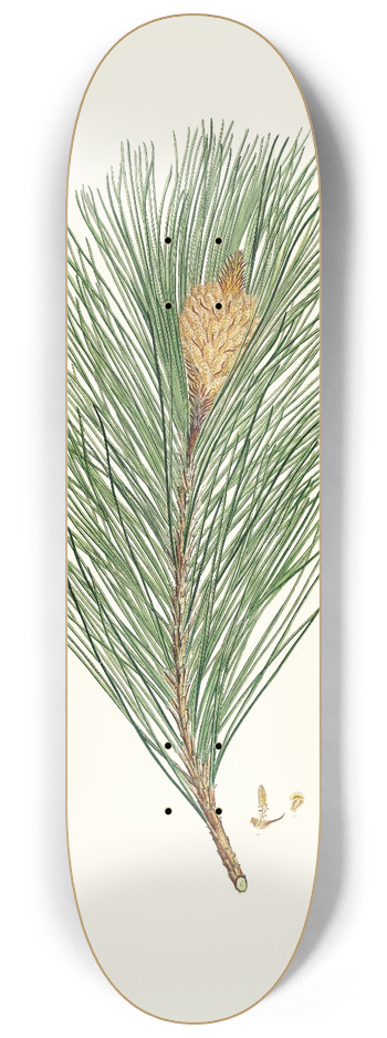 Aylmer Bourke Lambert - Pinus massoniana = Indian pine 8.25 inch art skate deck