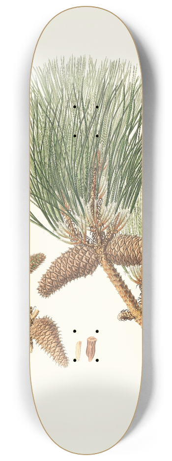 Aylmer Bourke Lambert - Pinus tda = Frankincense pine 8.25 inch art skate deck