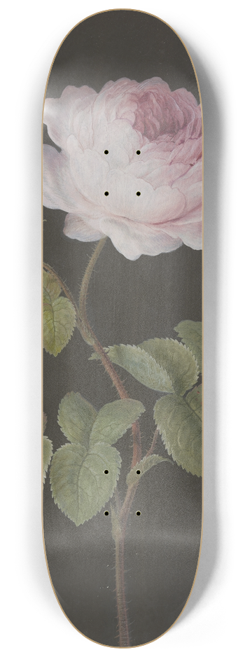 Barbara Regina Dietzsch - Rosa Rose (Rosa) mit einem braunen Kfer 8.25 inch art skate deck