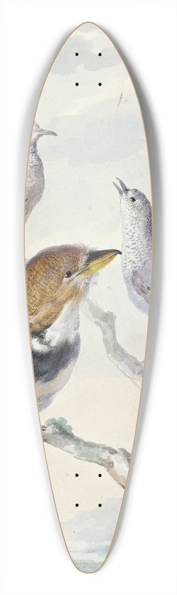 Aert Schouman - Drie vogels, twee Incaduiven en een gekraagde baardkoekoek 39.3 inch art pintail longboard deck