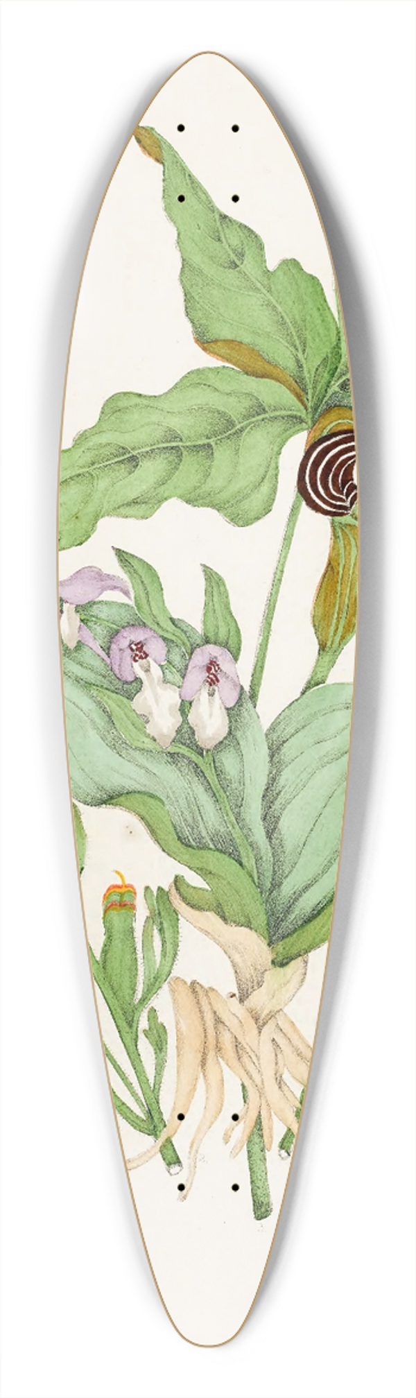 Agnes Fitzgibbon - Indian Turnip, Showy Orchis, Painted Cup, Scarlet Cup, Cone Flower 39.3 inch art pintail longboard deck