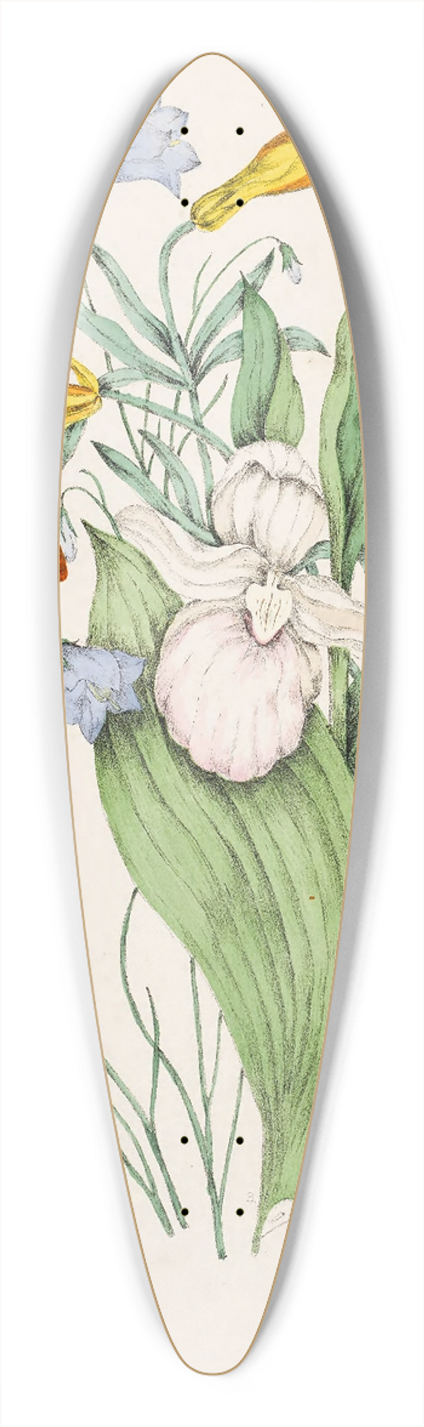 Agnes Fitzgibbon - Wild Orange Lily, Canadian Harebell, Showy Ladys Slipper 39.3 inch art pintail longboard deck