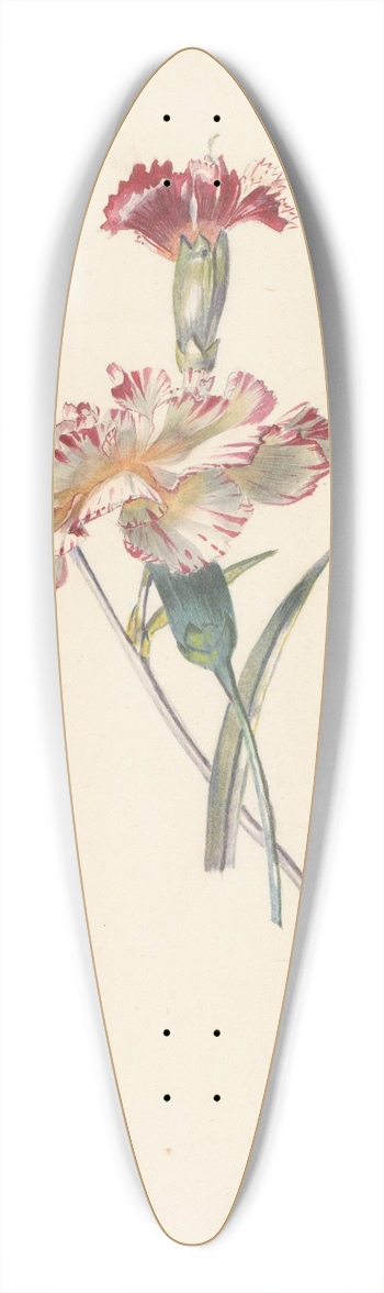 Albertus Steenbergen - Studieblad met Anjers 39.3 inch art pintail longboard deck