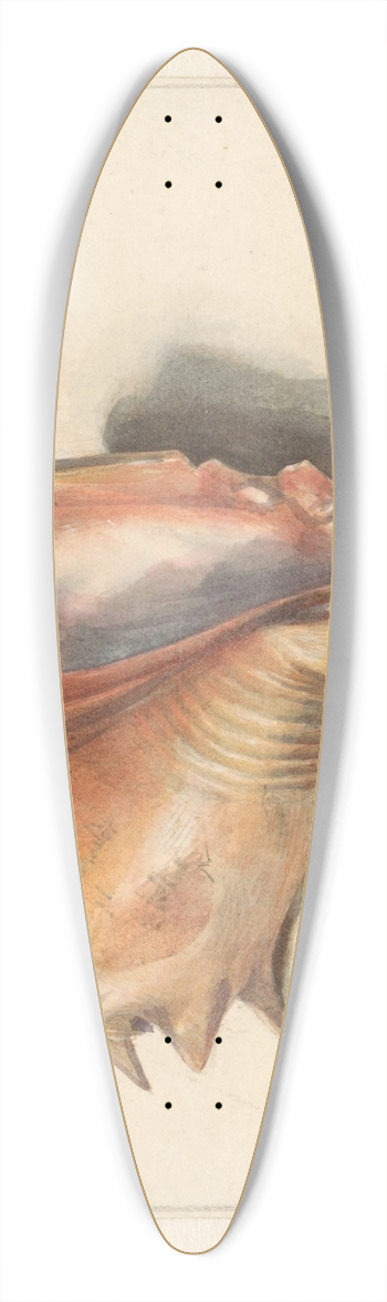 Albertus Steenbergen - Studie van een schelp 39.3 inch art pintail longboard deck
