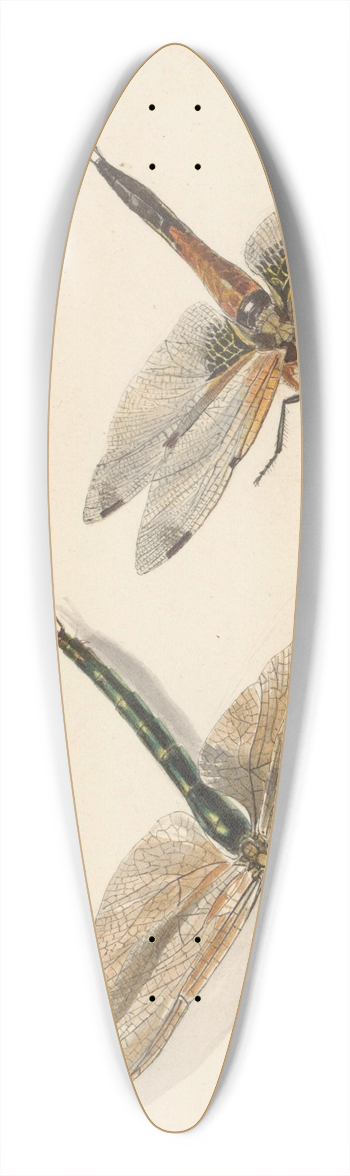 Albertus Steenbergen - Studie van twee libellen 39.3 inch art pintail longboard deck