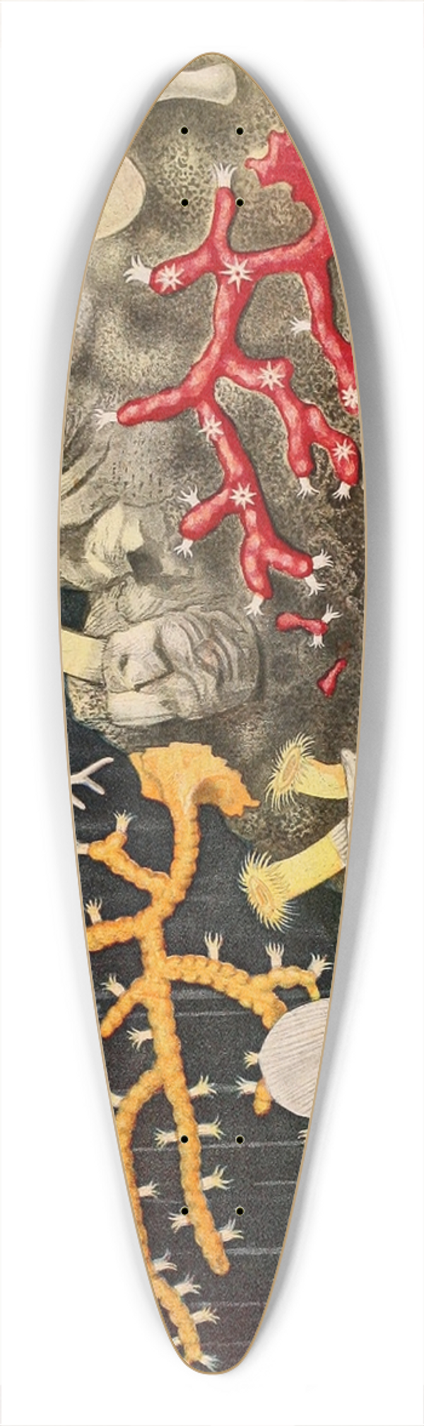 Alfred Frdol - Corail 39.3 inch art pintail longboard deck