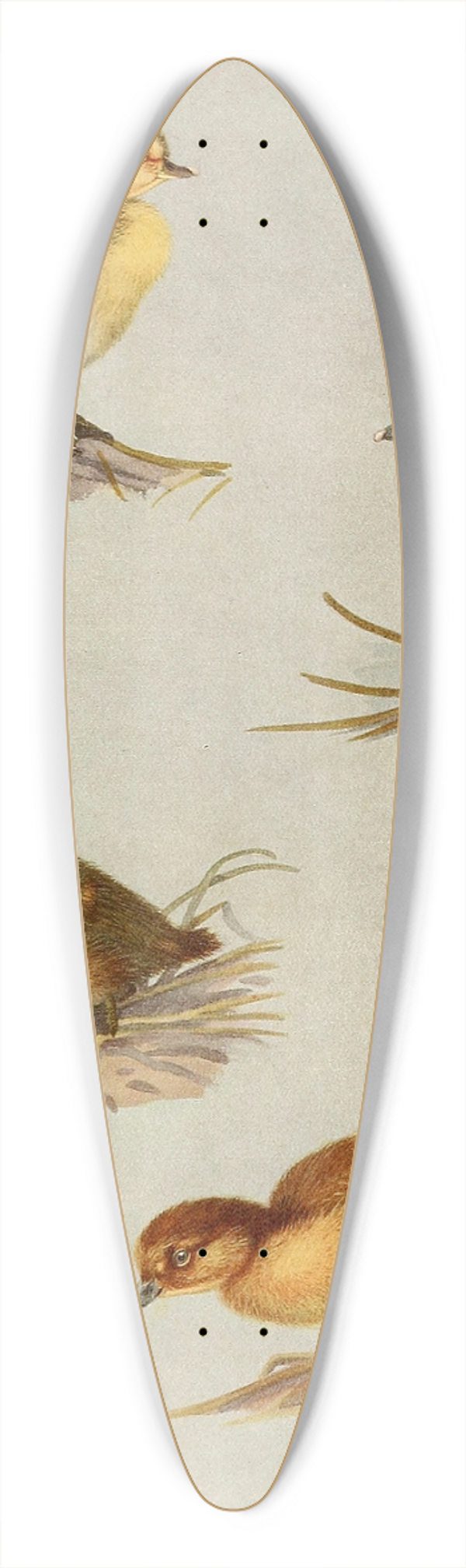 Allan Brooks - Downy Young Of White-Eyed Duck, Tufted Duck, Scaup Duck, Lesser Scaup Duck 39.3 inch art pintail longboard deck