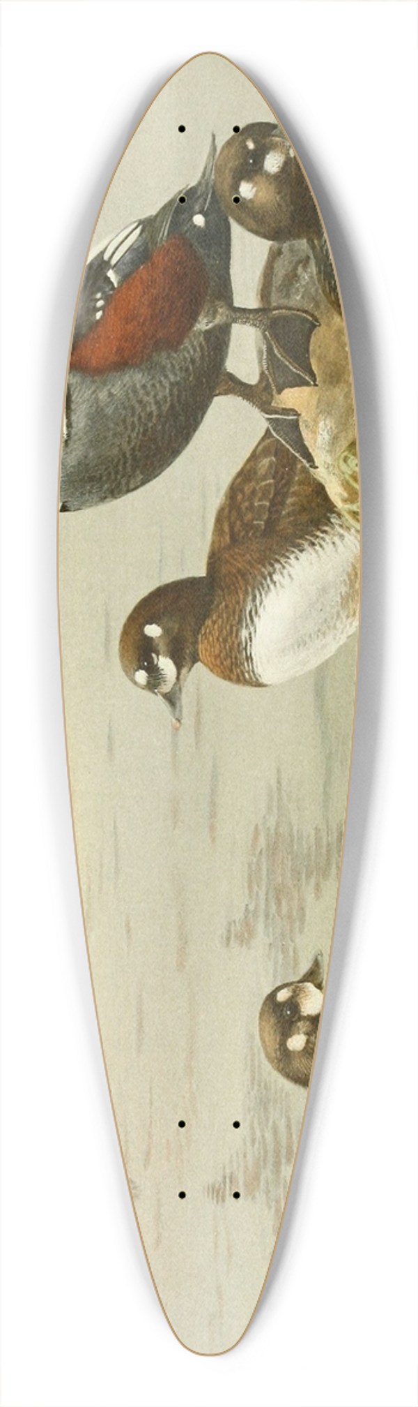 Allan Brooks - Harlequin Duck 39.3 inch art pintail longboard deck