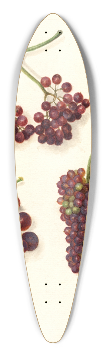 Amanda Almira Newton - Vitis: Panariti 39.3 inch art pintail longboard deck