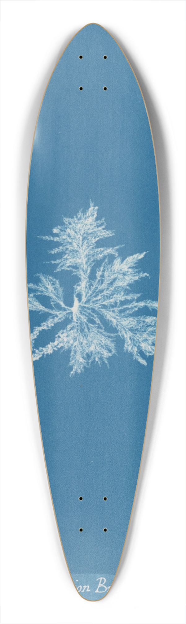 Anna Atkins - Callithamnion Brodii 39.3 inch art pintail longboard deck