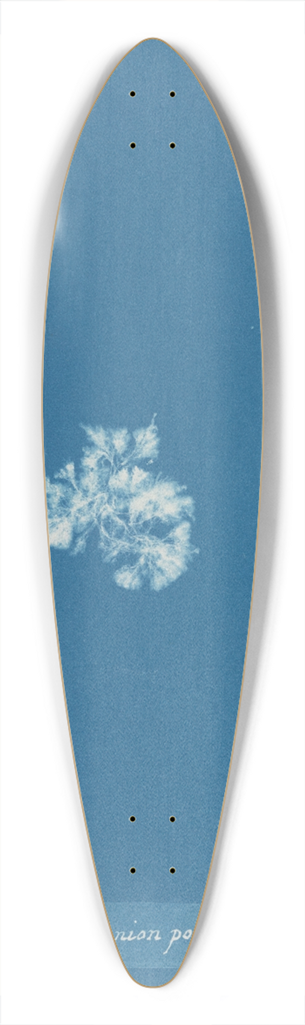 Anna Atkins - Callithamnion polyspermum 39.3 inch art pintail longboard deck