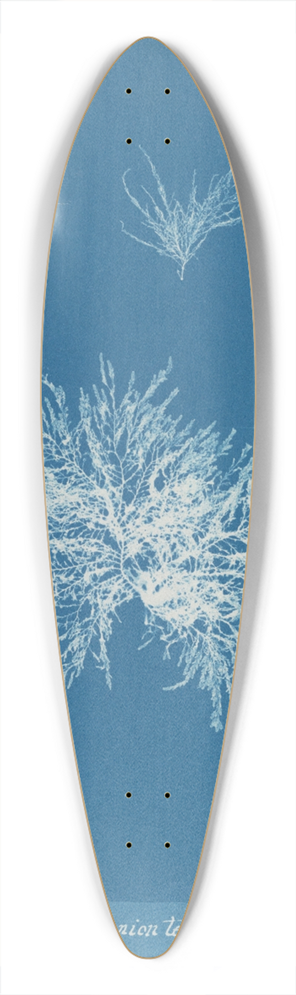 Anna Atkins - Callithamnion tetragonum 39.3 inch art pintail longboard deck