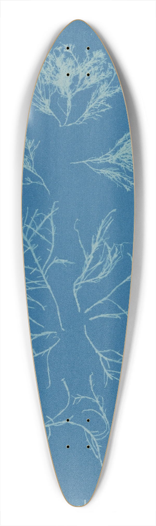 Anna Atkins - Corallina officinalis 39.3 inch art pintail longboard deck
