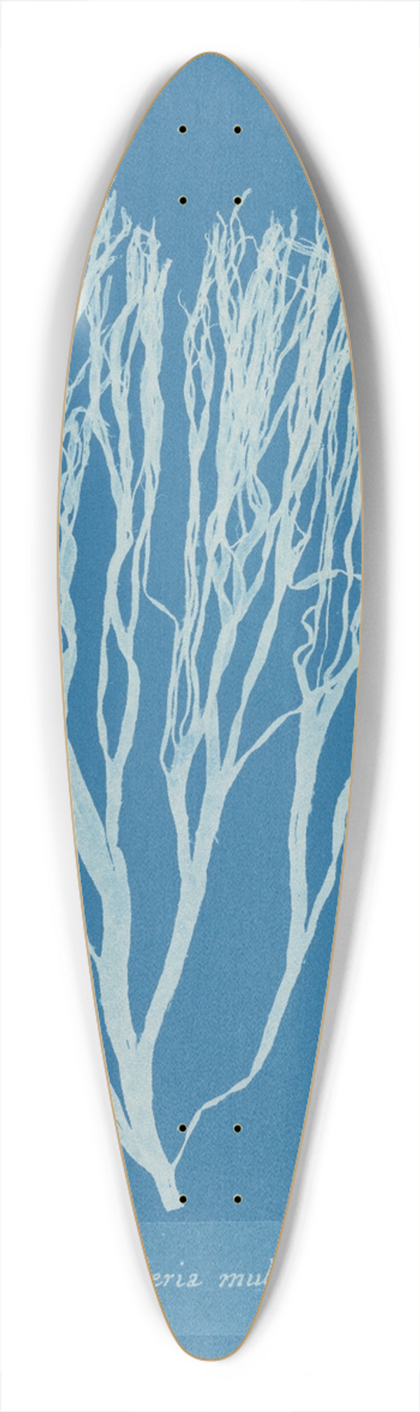 Anna Atkins - Cutleria multifida 39.3 inch art pintail longboard deck