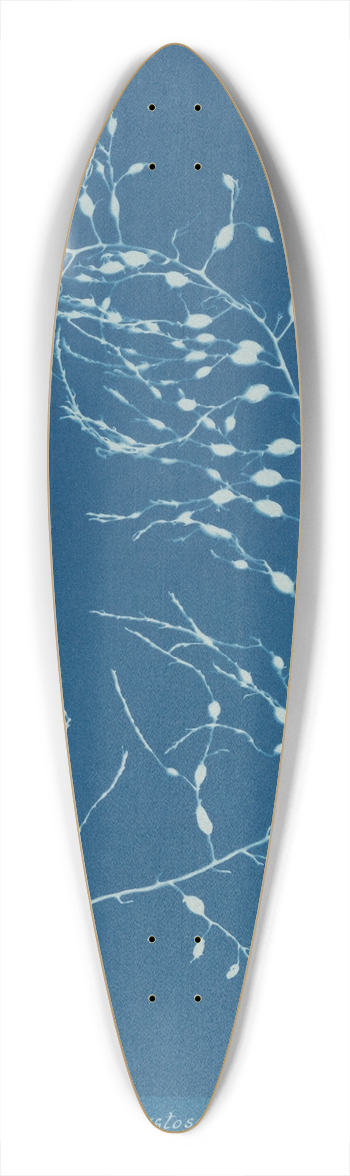 Anna Atkins - Cystoseira fibrosa 39.3 inch art pintail longboard deck