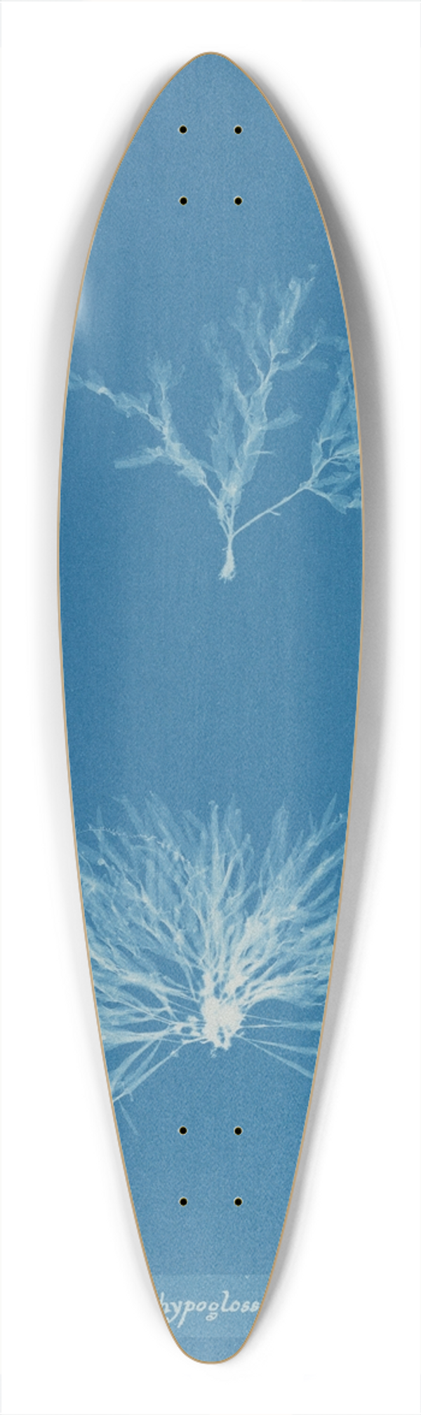 Anna Atkins - Delesseria hypoglossum (in fruit) 39.3 inch art pintail longboard deck