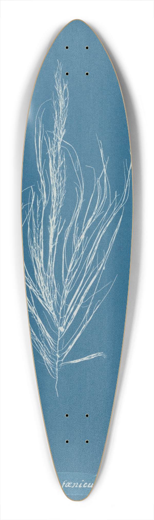 Anna Atkins - Dictyosiphon fniculacea 39.3 inch art pintail longboard deck