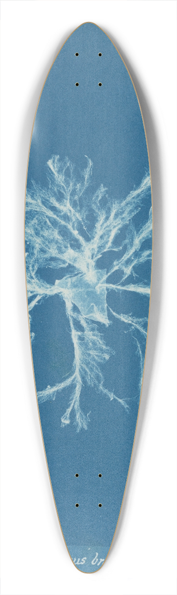 Anna Atkins - Ectocarpus brachiatus 39.3 inch art pintail longboard deck