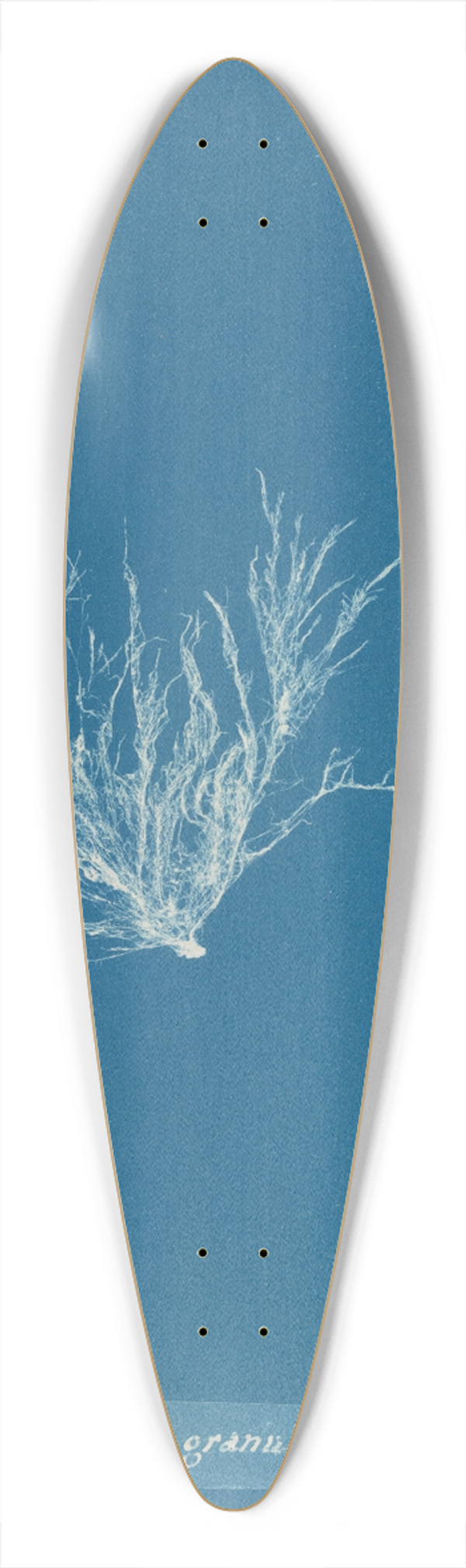 Anna Atkins - Ectocarpus granulosus. 39.3 inch art pintail longboard deck