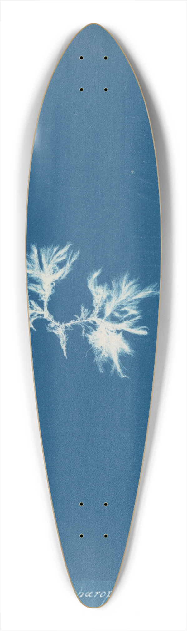 Anna Atkins - Ectocarpus sphaerophorus 39.3 inch art pintail longboard deck
