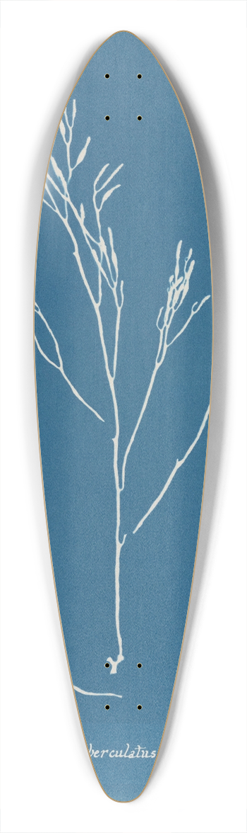 Anna Atkins - Fucus tuberculatus 39.3 inch art pintail longboard deck