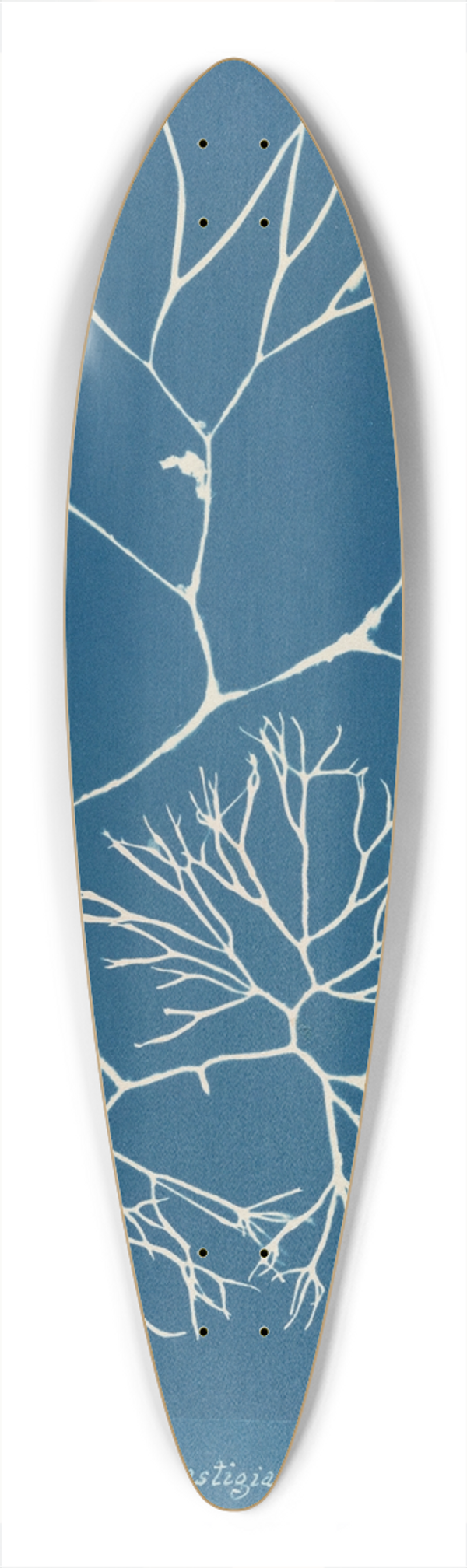 Anna Atkins - Furcellaria fastigiata. 39.3 inch art pintail longboard deck