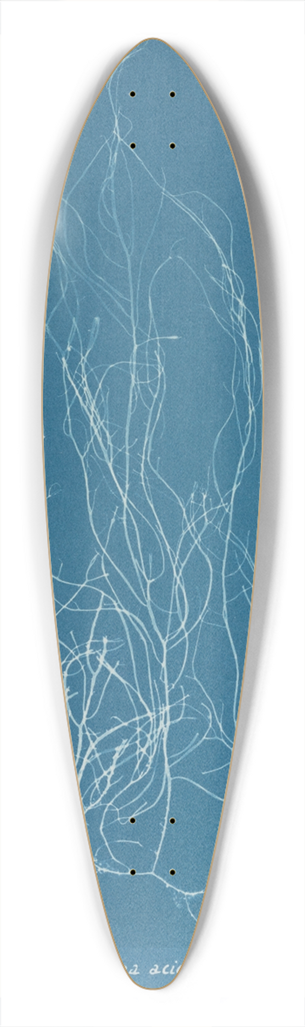Anna Atkins - Gigartina acicularis 39.3 inch art pintail longboard deck