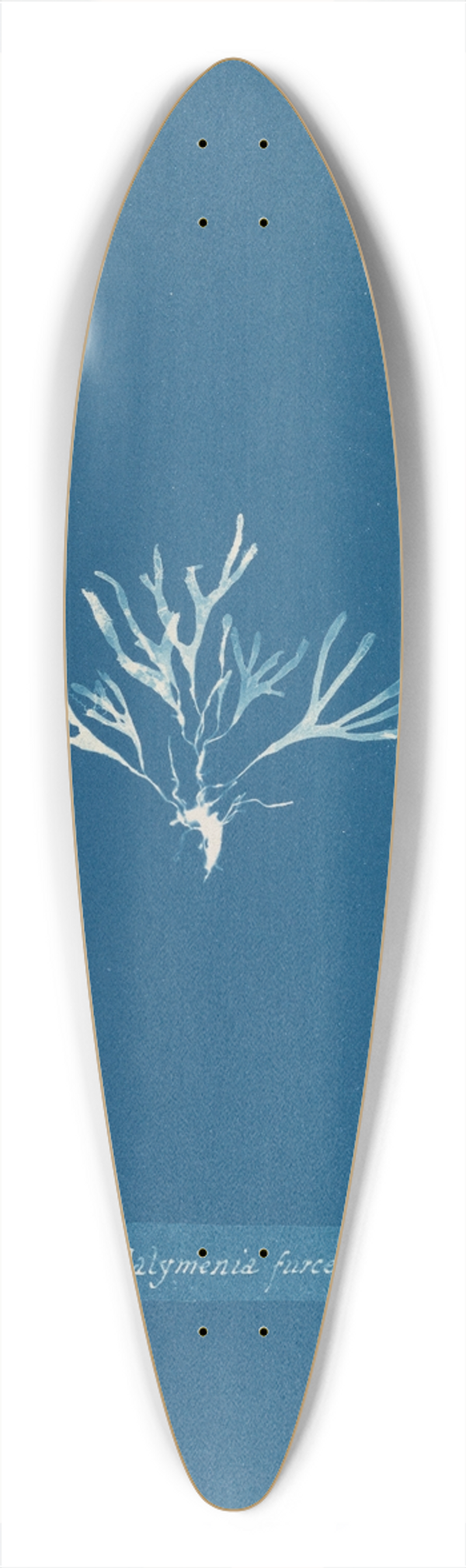Anna Atkins - Halymenia furcellaria. 39.3 inch art pintail longboard deck