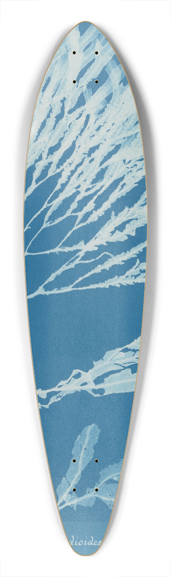 Anna Atkins - Halyseris polypodioides 39.3 inch art pintail longboard deck