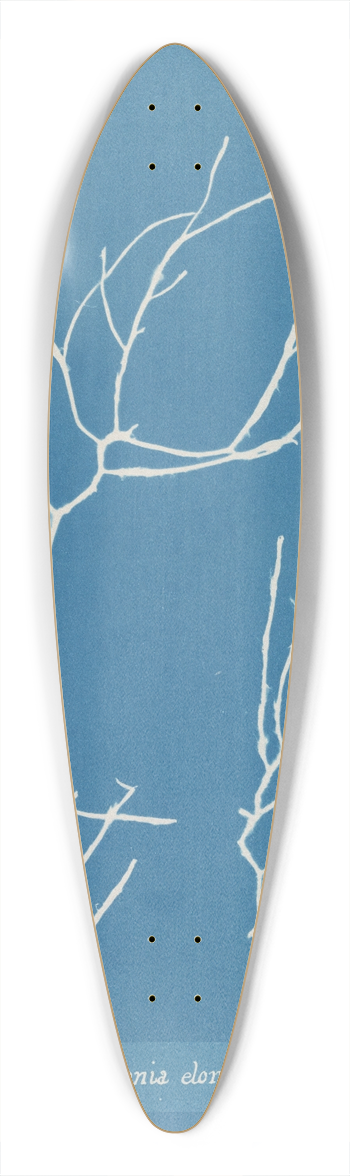 Anna Atkins - Polysiphonia elongata 39.3 inch art pintail longboard deck