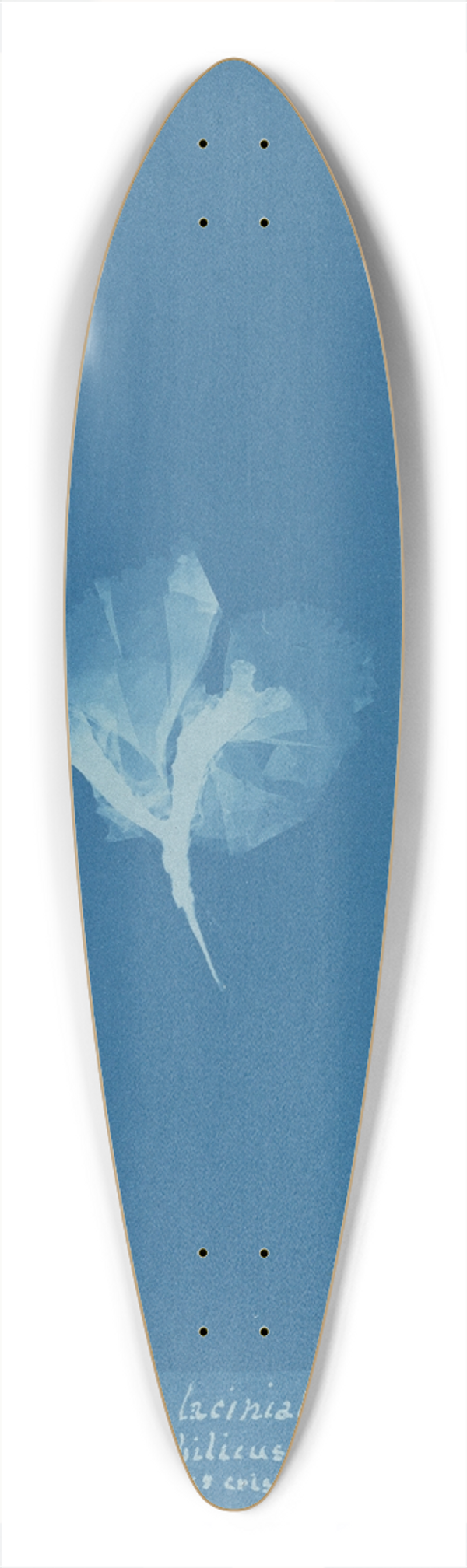 Anna Atkins - Porphyra laciniata var. umbilicus on Chondrus crispus 39.3 inch art pintail longboard deck