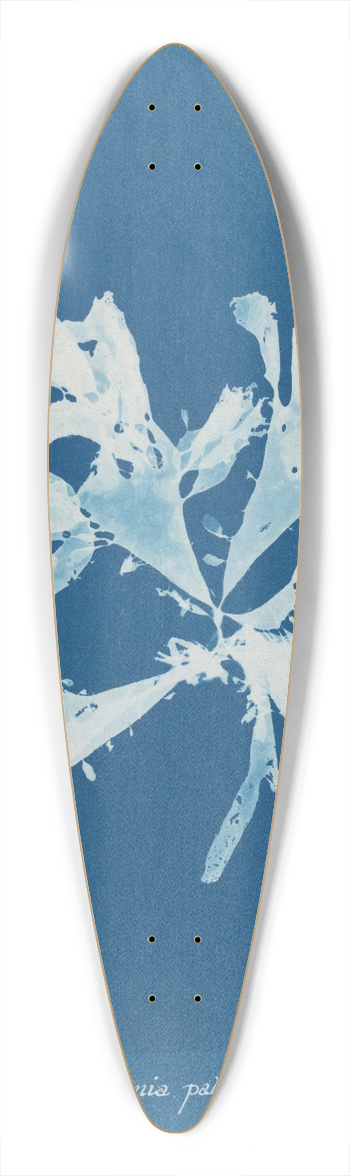Anna Atkins - Rhodomenia palmata 39.3 inch art pintail longboard deck