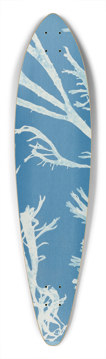 Anna Atkins - Rhodomenia polycarpa. 39.3 inch art pintail longboard deck