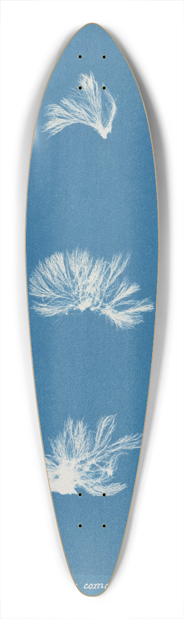 Anna Atkins - Schizonema comoides 39.3 inch art pintail longboard deck
