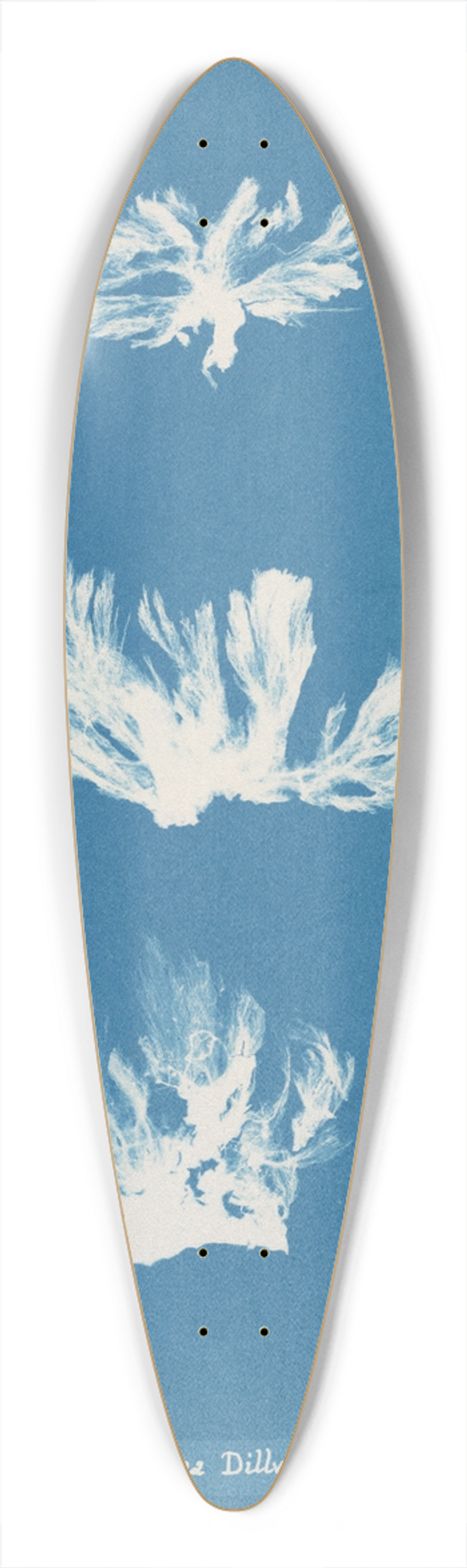 Anna Atkins - Schizonema Dillwynii 39.3 inch art pintail longboard deck