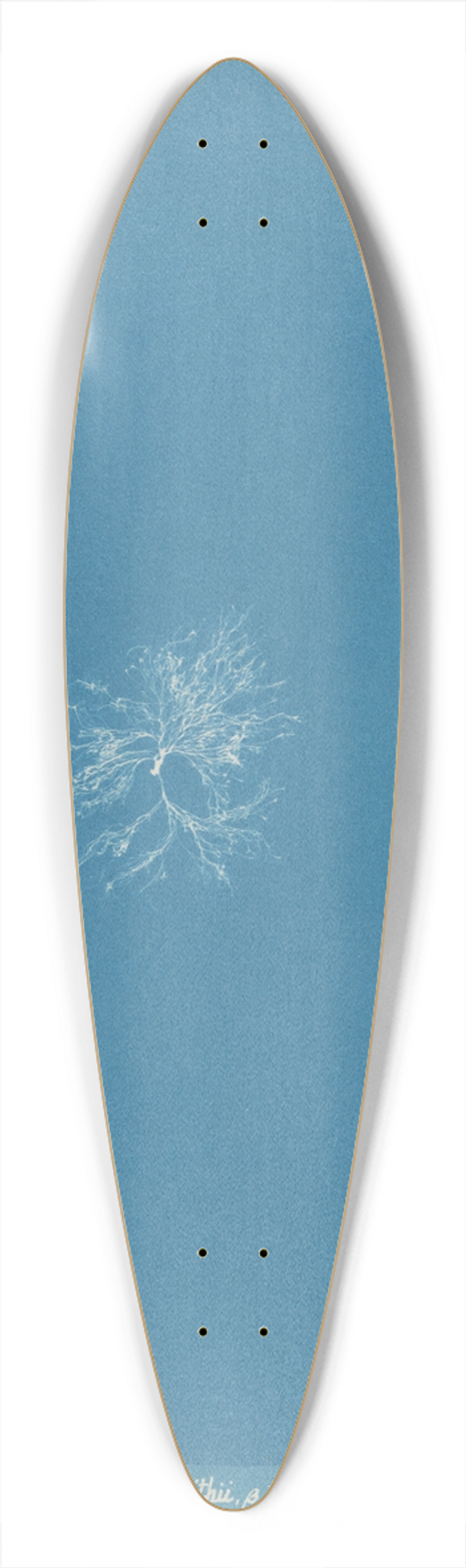 Anna Atkins - Schizonema Smithii  torquata 39.3 inch art pintail longboard deck
