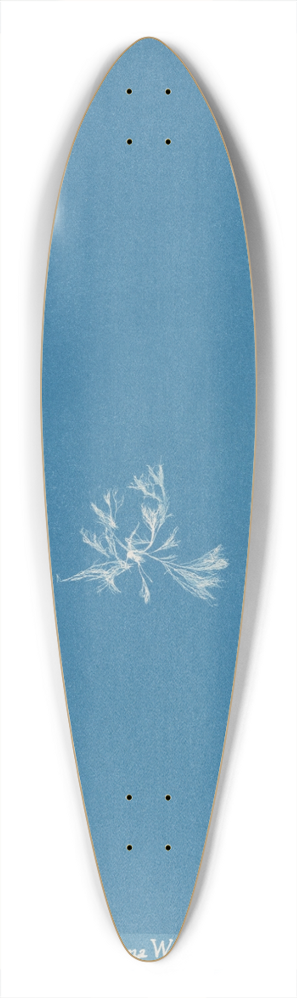 Anna Atkins - Schizonema Wyattiae 39.3 inch art pintail longboard deck