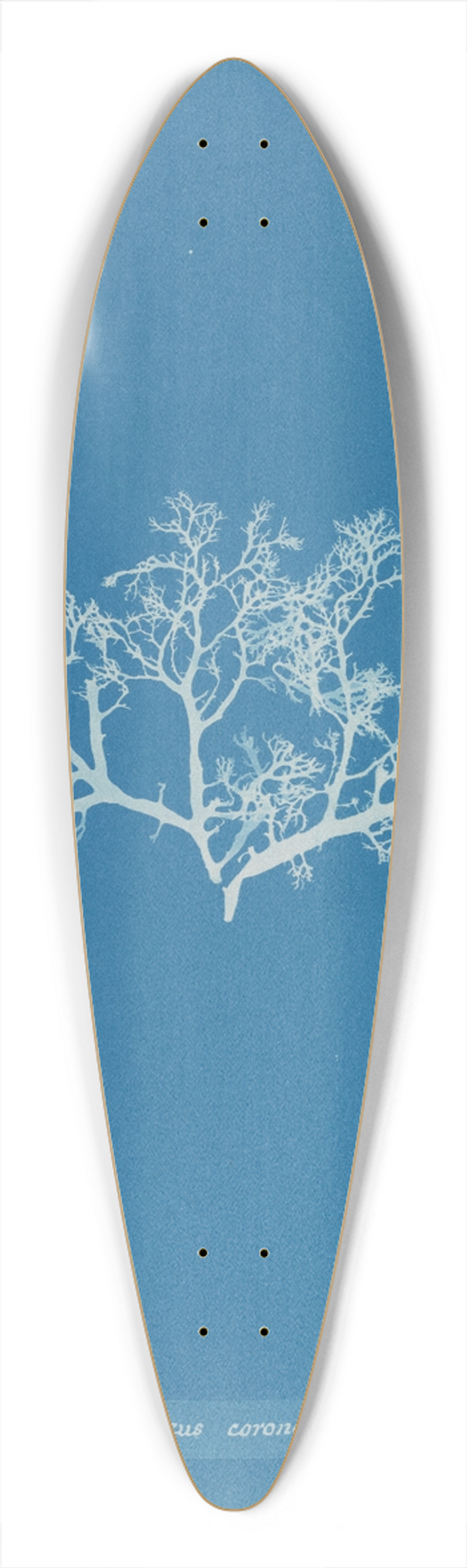 Anna Atkins - Sphaerococcus coronopifolius 39.3 inch art pintail longboard deck