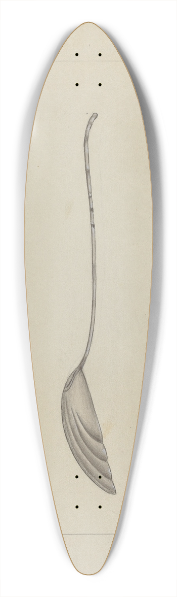 Anthony Zuccarello - Two Silver Sugar Spoons 39.3 inch art pintail longboard deck