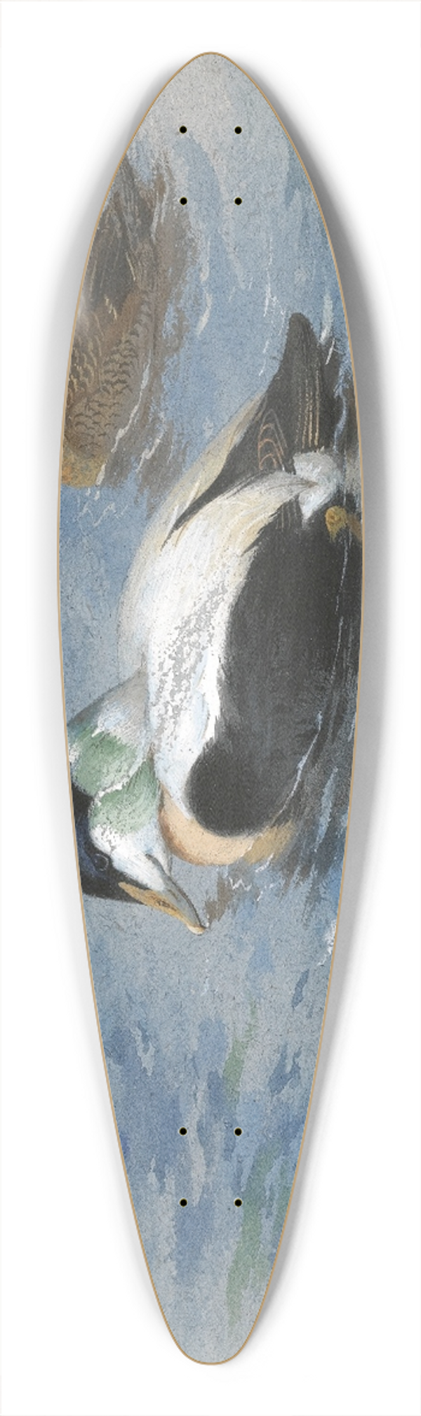 Archibald Thorburn - A Pair Of Eider Ducks 39.3 inch art pintail longboard deck