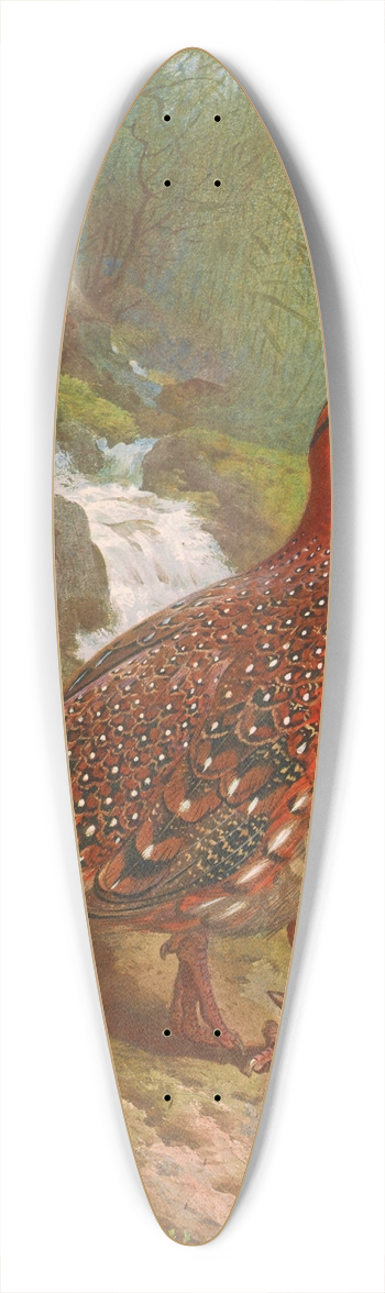 Archibald Thorburn - Blyths Tragopan 39.3 inch art pintail longboard deck
