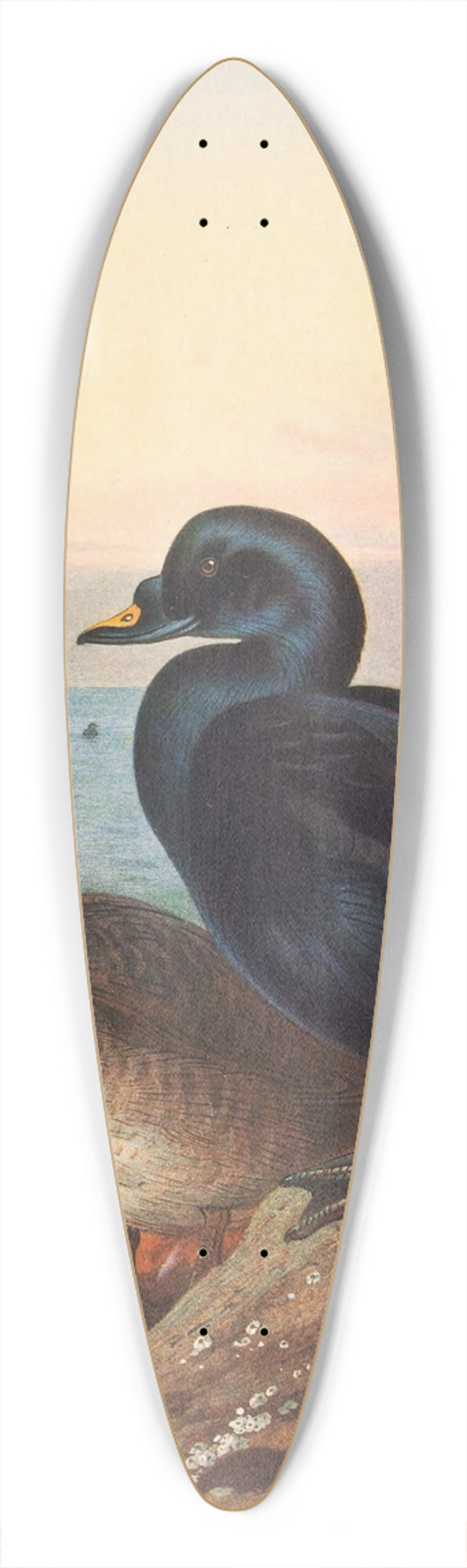 Archibald Thorburn - Common Scoter 39.3 inch art pintail longboard deck