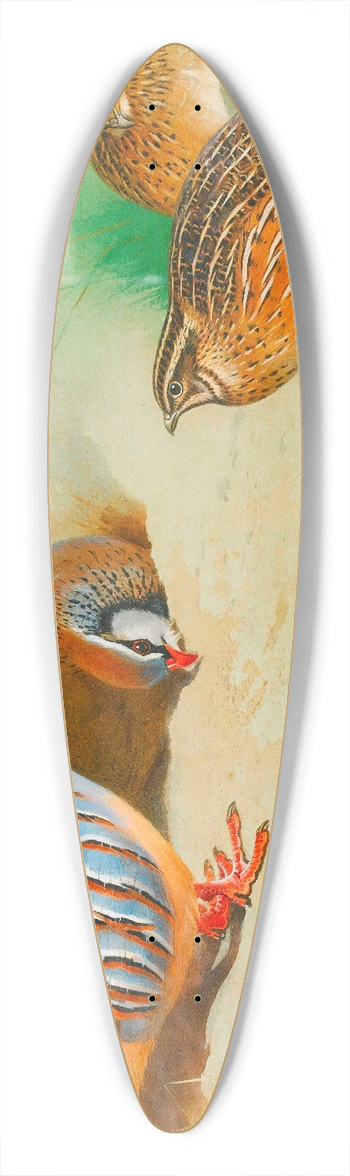 Archibald Thorburn - French Partridge And Chicks 39.3 inch art pintail longboard deck
