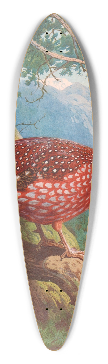 Archibald Thorburn - Temmincks Tragopan 39.3 inch art pintail longboard deck