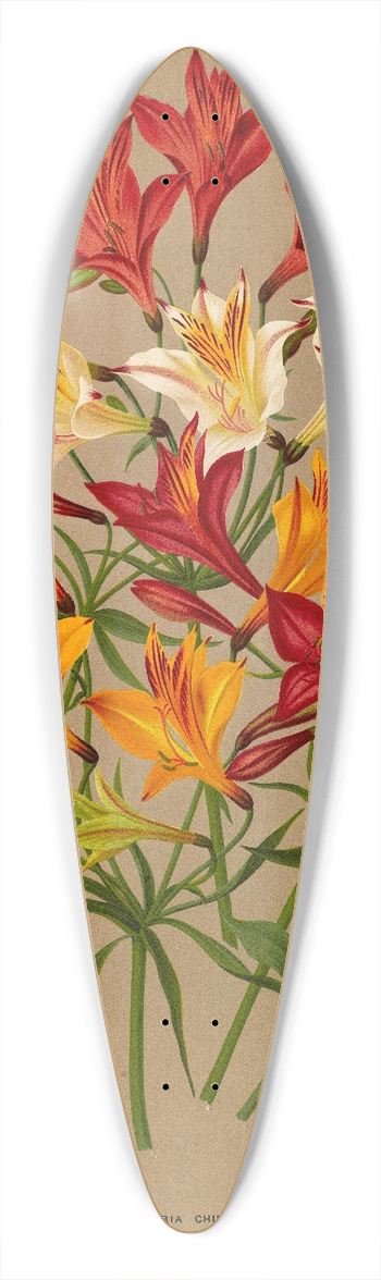Arentina Hendrica Arendsen - Alstroemeria Chilensis, Varr. 39.3 inch art pintail longboard deck