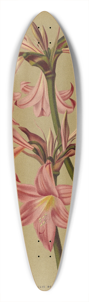 Arentina Hendrica Arendsen - Amaryllis Belladonna 39.3 inch art pintail longboard deck